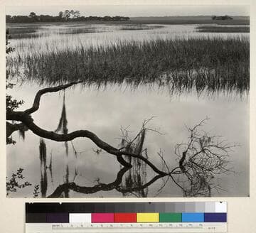 Marshes of Glynn, Sea Island, Georgia