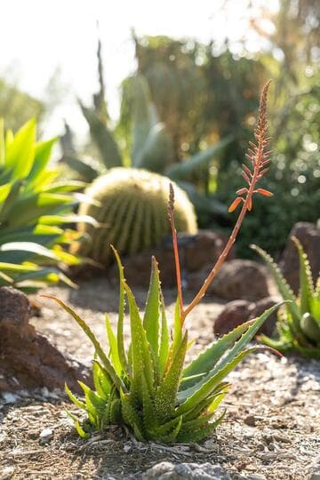 Aloe ('Rooikappie' x tomentosa) x A. dorotheae