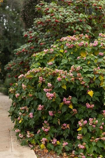 Dombeya 'Seminole'