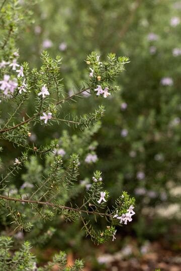 Westringia fruticosa [Small Ball™] = 'WES07'