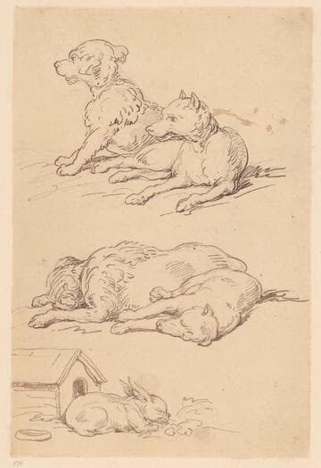 Studies of Dogs and a Rabbit