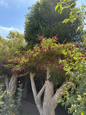 Millettia reticulata