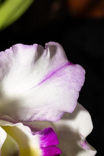 x Rhyncholaeliocattleya Memoria Anna Balmores