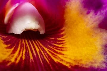 x Rhyncholaeliocattleya Ronald's Canyon 'Koko Head' AM/AOS