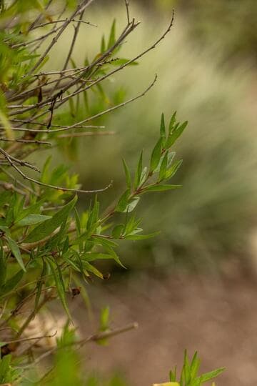 Anisacanthus quadrifidus var. wrightii [Mexican Fire™]