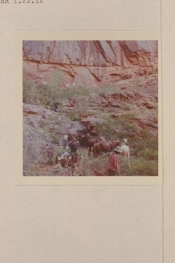 Removing saddles from stock at Melody or Melodic Spring.  Mile 1 left bank, San Juan River