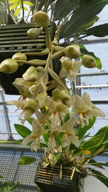 Stanhopea inodora
