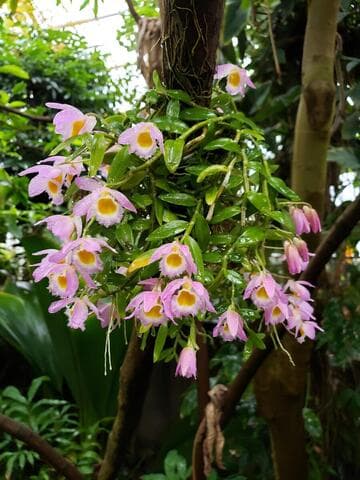 Dendrobium loddigesii