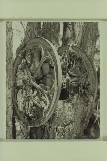 The coffee grinder grown into the cottonwood tree near Lava Creek in Grand Canyon