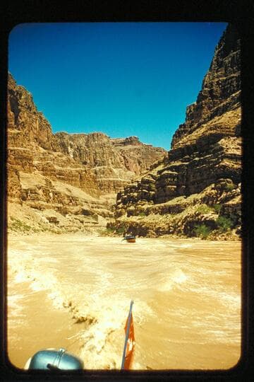 Cactus trailing Bootoo