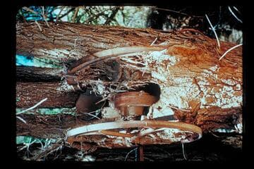 Coffee Grinder, Chuar Creek