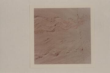 Beaver tracks on the beach at left bank at Halls Crossing