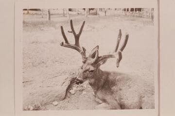 The pet buck at Phantom Ranch