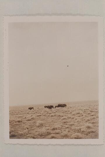 Buffalo on Marble Canyon Platform