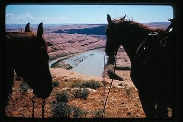 Lake Powell filling; Iron Rock Island; horses on rim; Mile 109.75