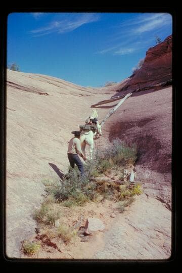 Horse in a pocket out of Moepitz Creek