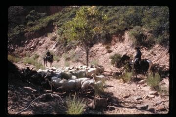Sheep in Surprise Valley