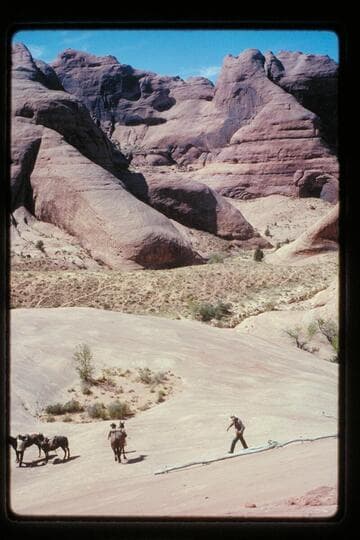 Archeyes follows stock down trail into 71.5