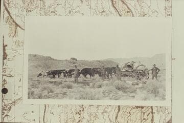 Spencer ox teams hauling into Camp Ibex