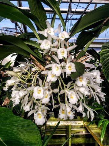 Trichopilia hennisiana