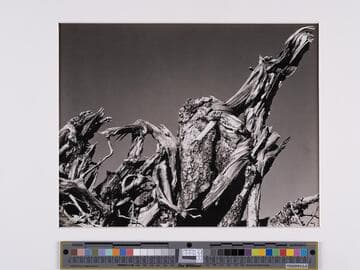 Inyo National Forest