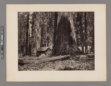 [Galen's Hospice, Mariposa Grove, Yosemite]