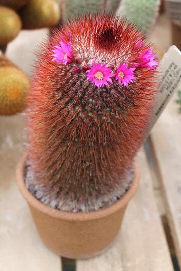 Mammillaria spinosissima