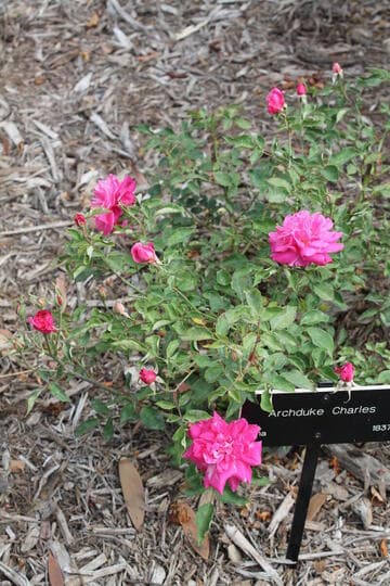 Rosa 'Archduke Charles'