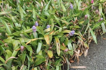 Aechmea cylindrata
