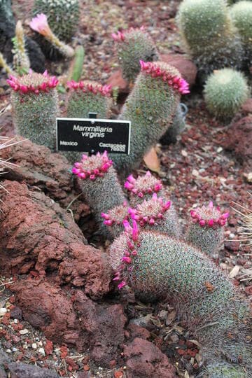 Mammillaria spinosissima
