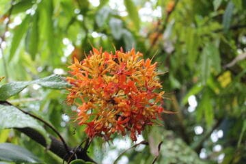 Saraca indica