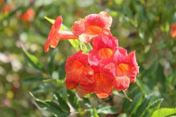 Tecoma [Bells of Fire™] = 'Gtoruben'