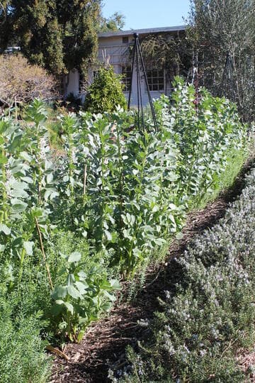Rosmarinus officinalis 'Tuscan Blue'