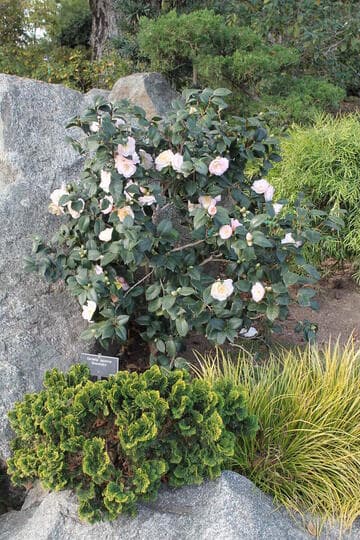 Camellia japonica 'Shunshokô' (Red Dawn Light in Spring)
