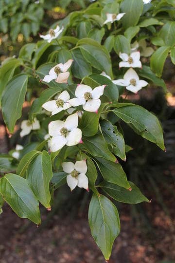 Cornus kousa