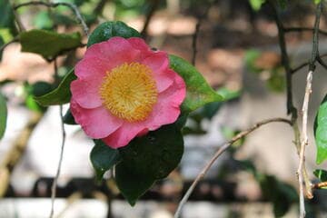 Camellia japonica 'Miyako-no-haru' (Metropolis Spring)
