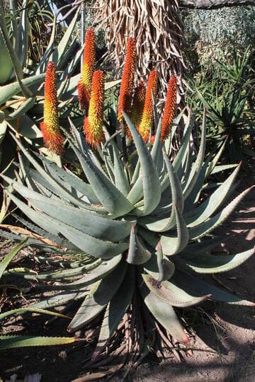 Aloe lutescens