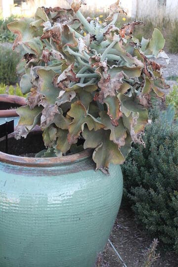 Kalanchoe beharensis