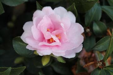 Camellia sasanqua 'Jean May'