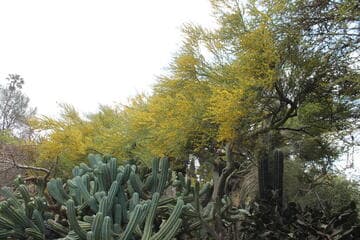 Cercidium floridum ssp. peninsulare