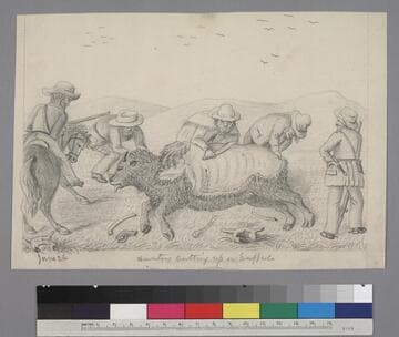 Hunters Cutting up a buffalo