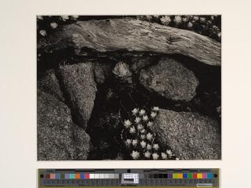 Succulents, cypress, and granite -- a study of the forms that abound at Carmel