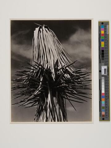 Yucca, Mojave Desert