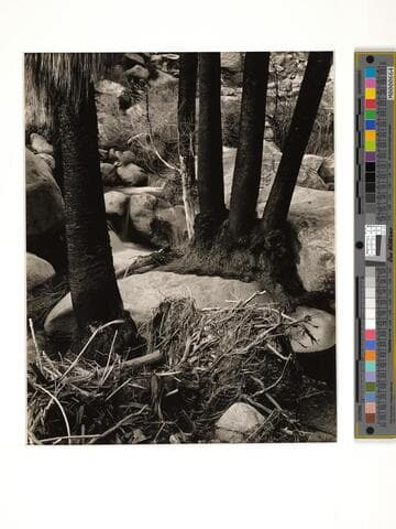 Palm Canyon, Borego Desert