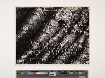 Detail, Burned Tree, Carson Pass