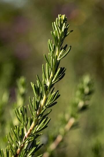 Rosmarinus officinalis 'Blue Lagoon'