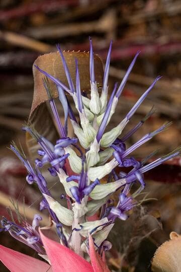 Billbergia brasiliensis