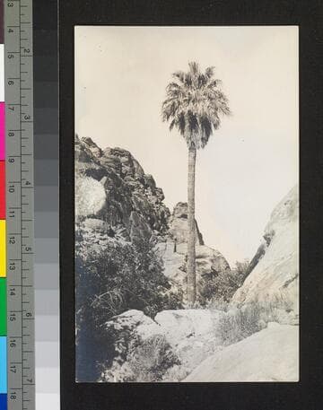 Lone palm. [Duplicate]