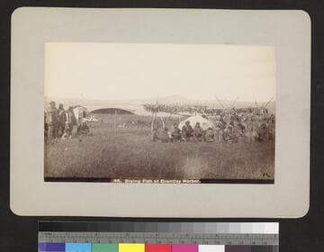 Drying fish at Grantley Harbor