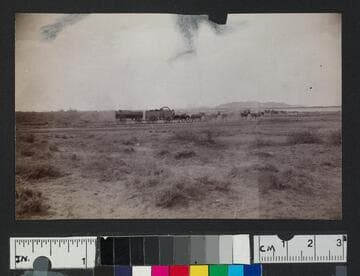 Horses pulling wagons through the desert